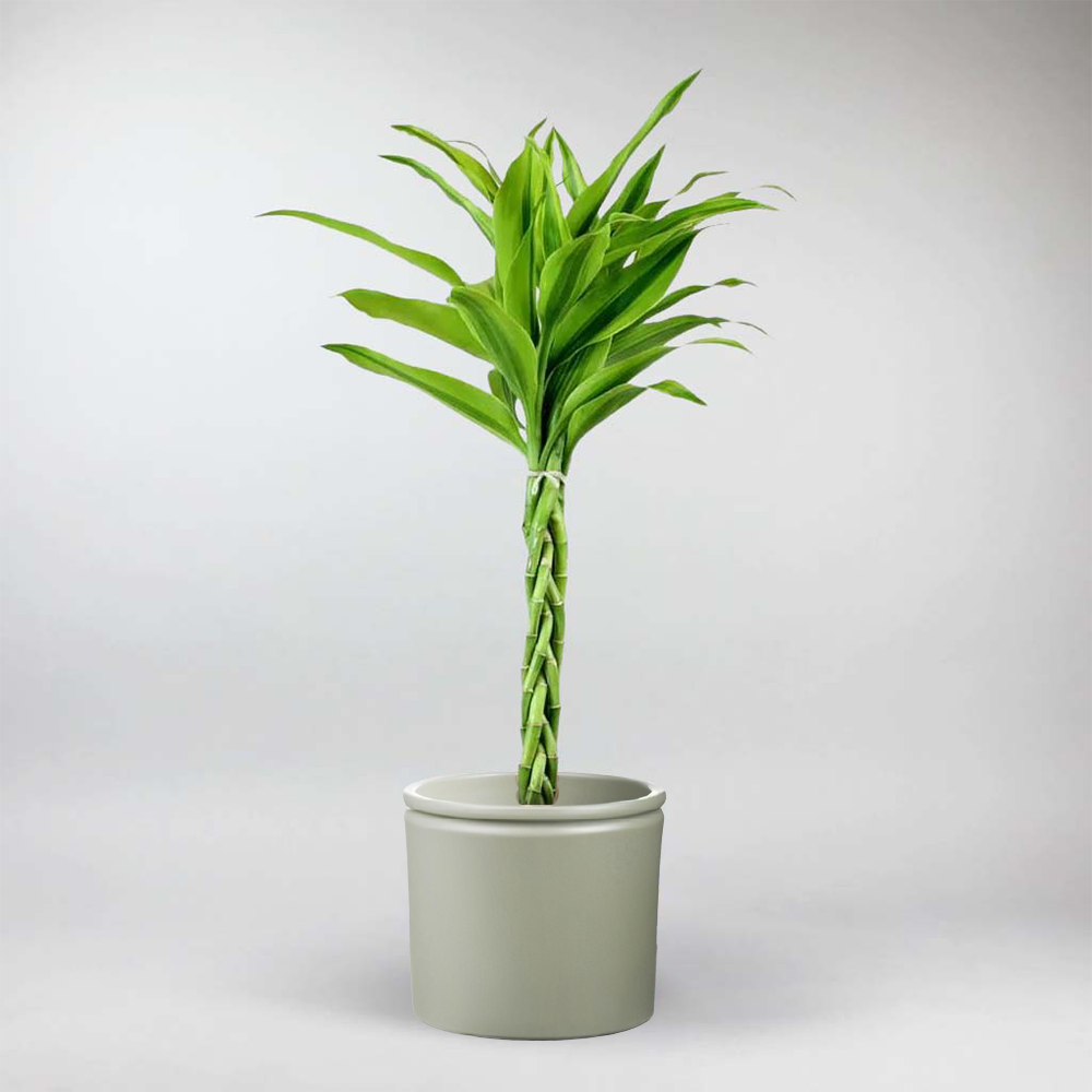 Order Online 3 Layer Lucky Bamboo Plant | Blissmygift